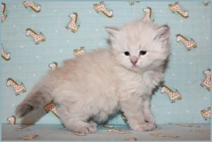 Female Siberian Kitten from Deedlebug Siberians